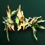 Circlet of Earthquake