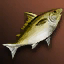 Gray Salmon
